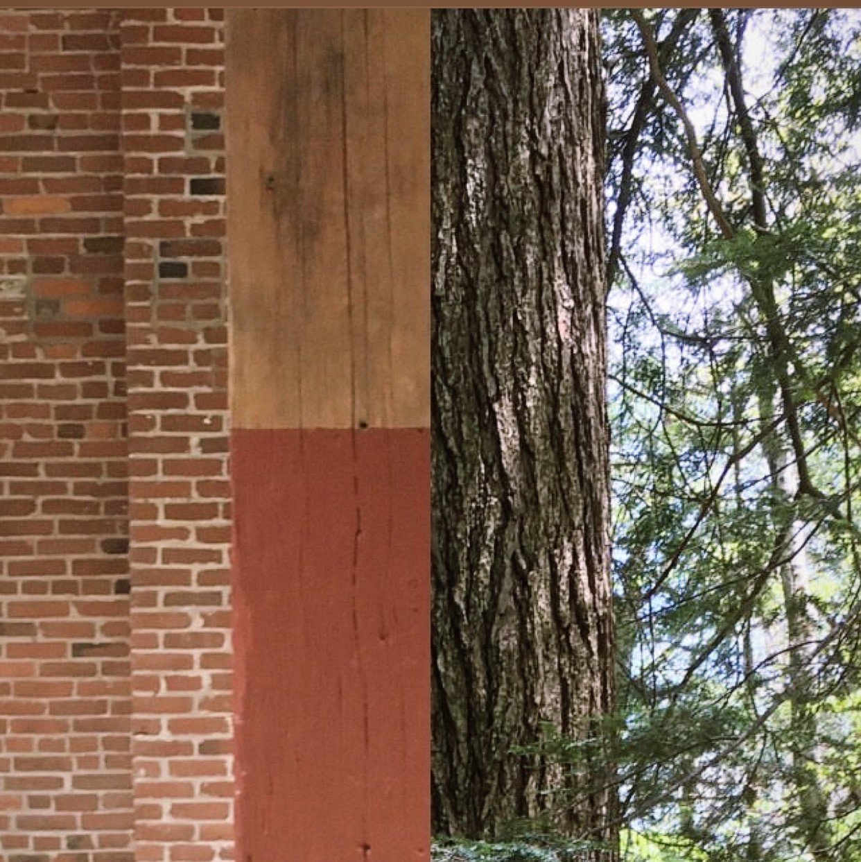 A Billy Penn Studios timber post shown at matching scale beside a living Southern Yellow Pine